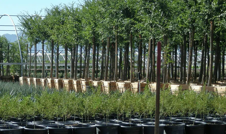 nursery trees